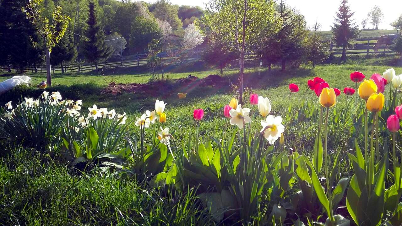 Sunnyside Villa Žabljak Dış mekan fotoğraf