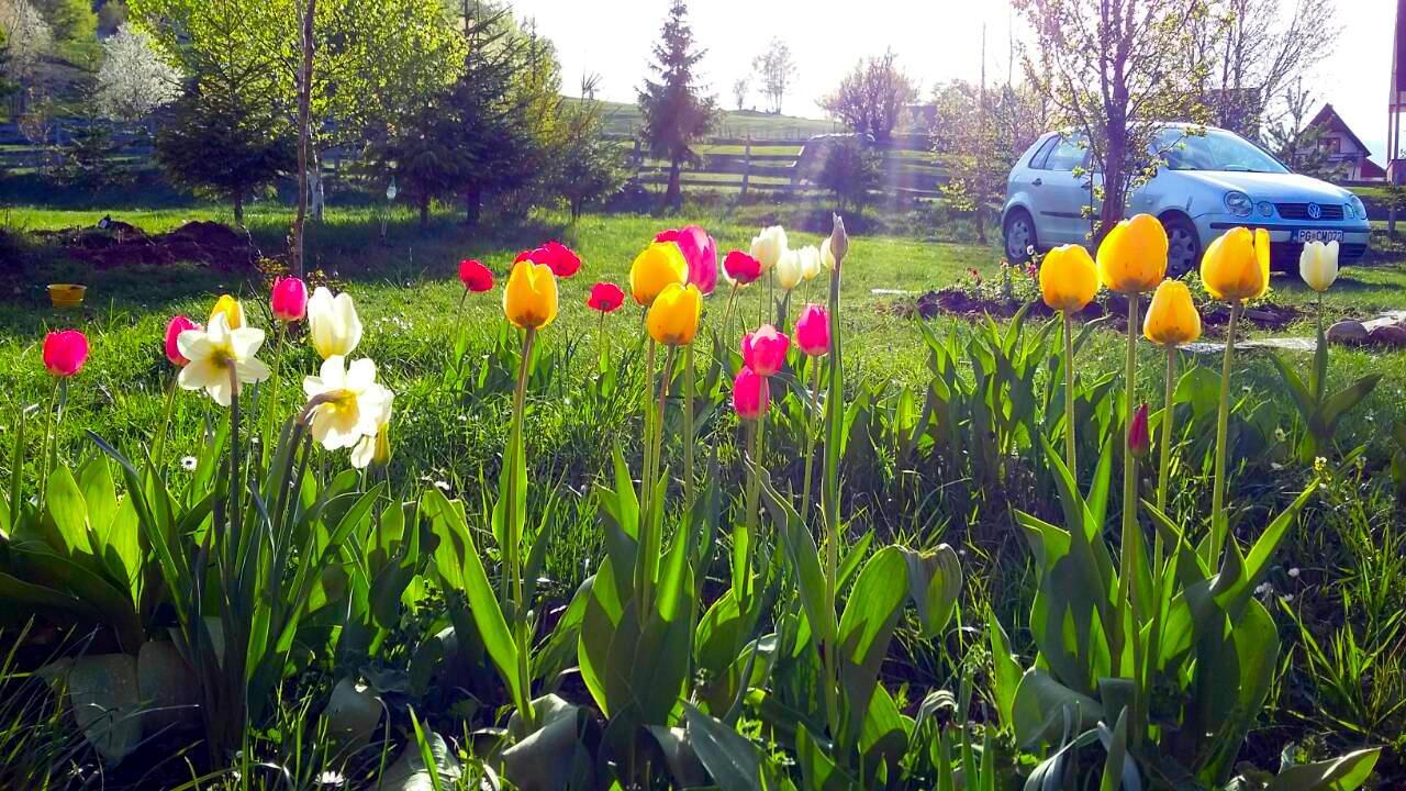 Sunnyside Villa Žabljak Dış mekan fotoğraf